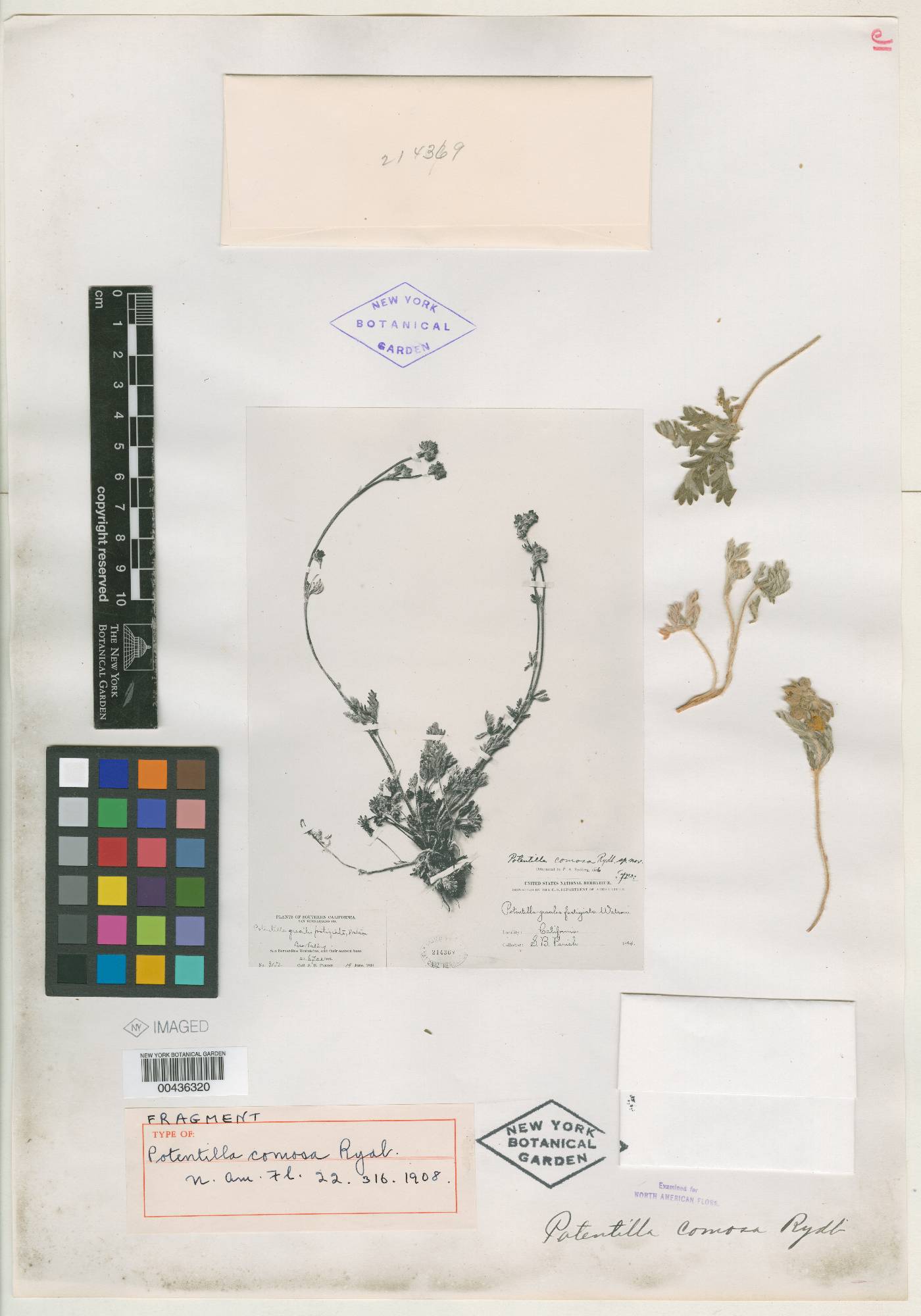 Potentilla comosa image