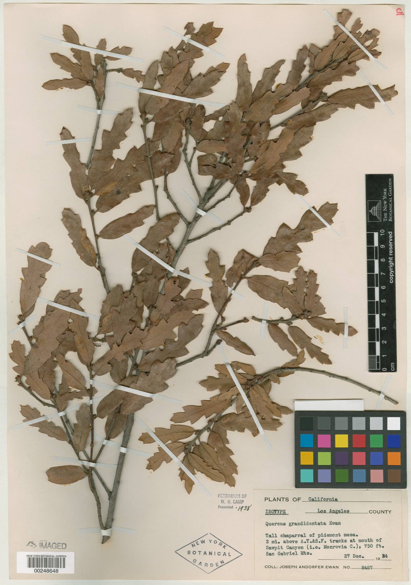 Quercus grandidentata image