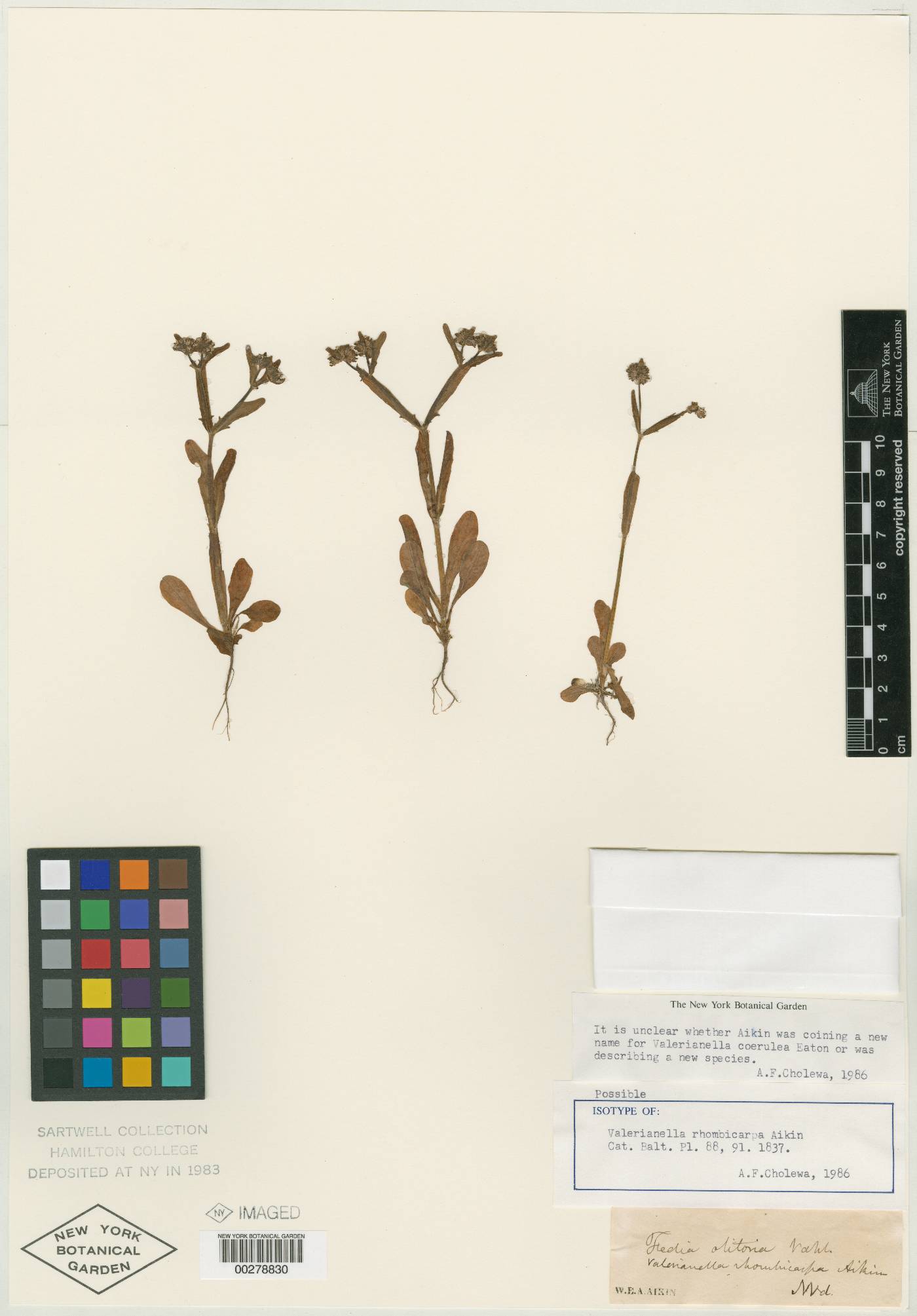 Valerianella locusta subsp. locusta image