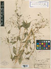 Piqueria laxiflora image