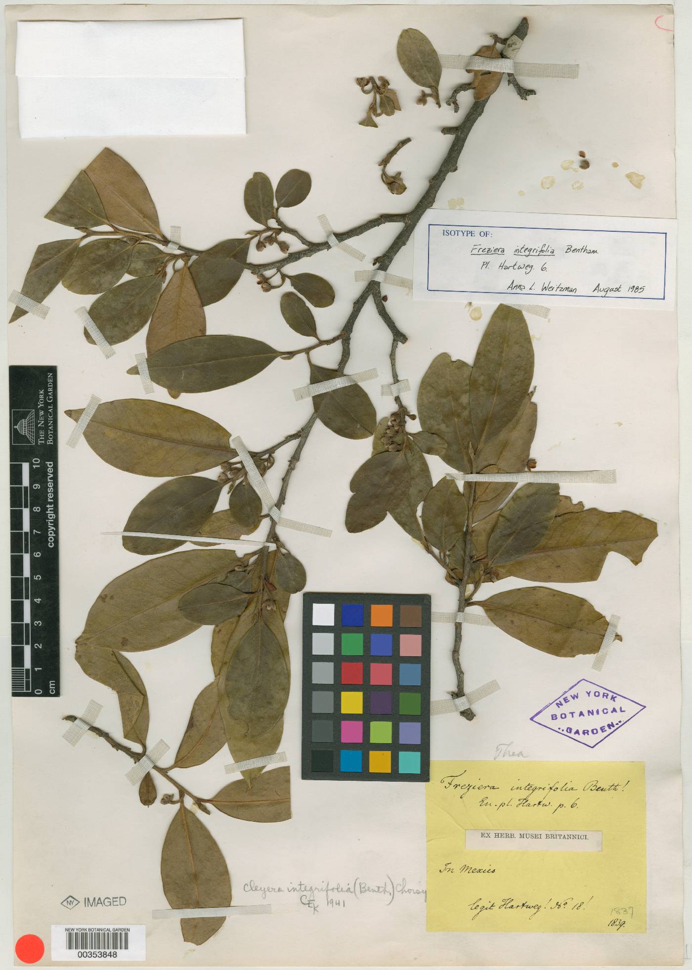 Cleyera integrifolia image