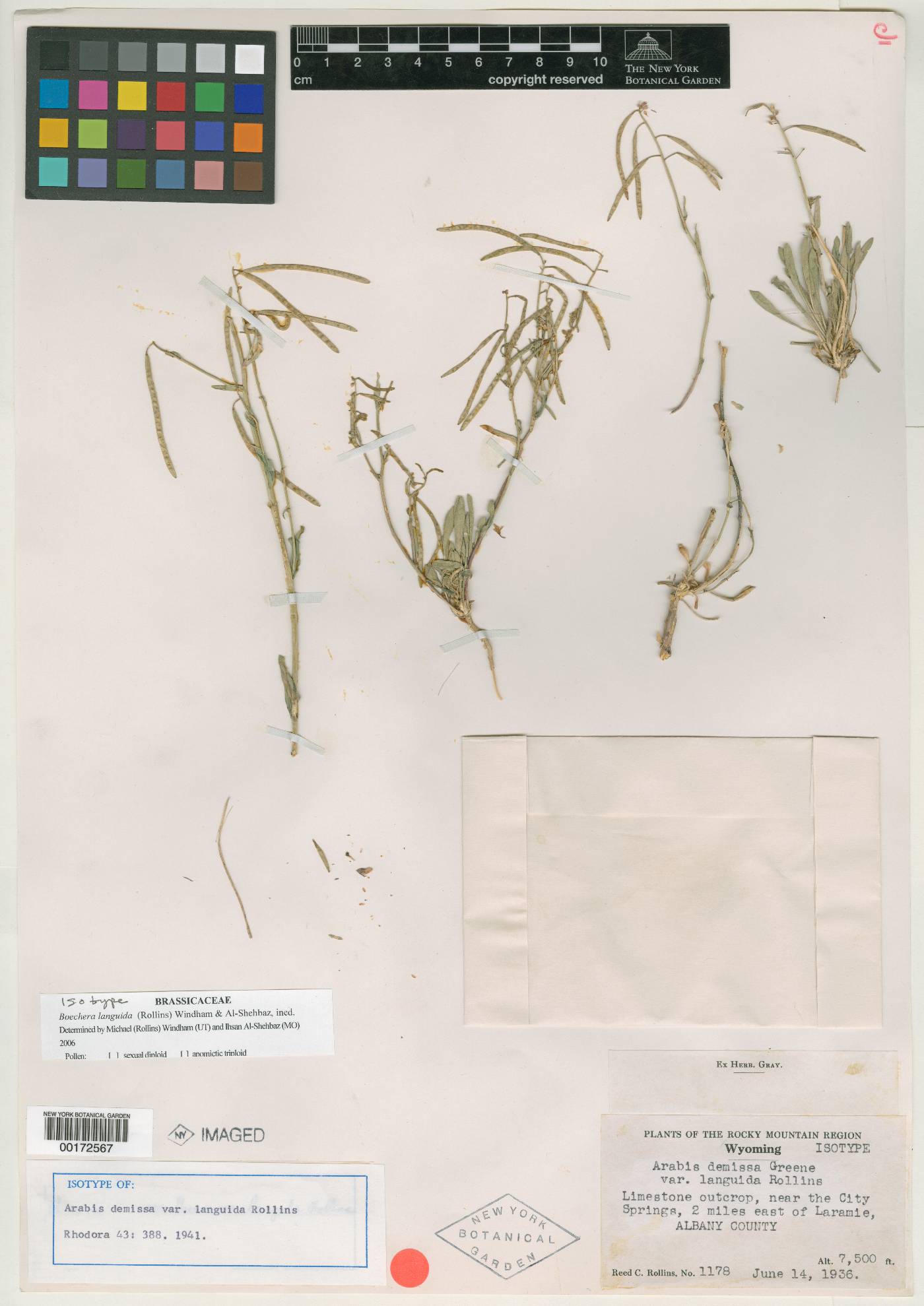 Boechera languida image