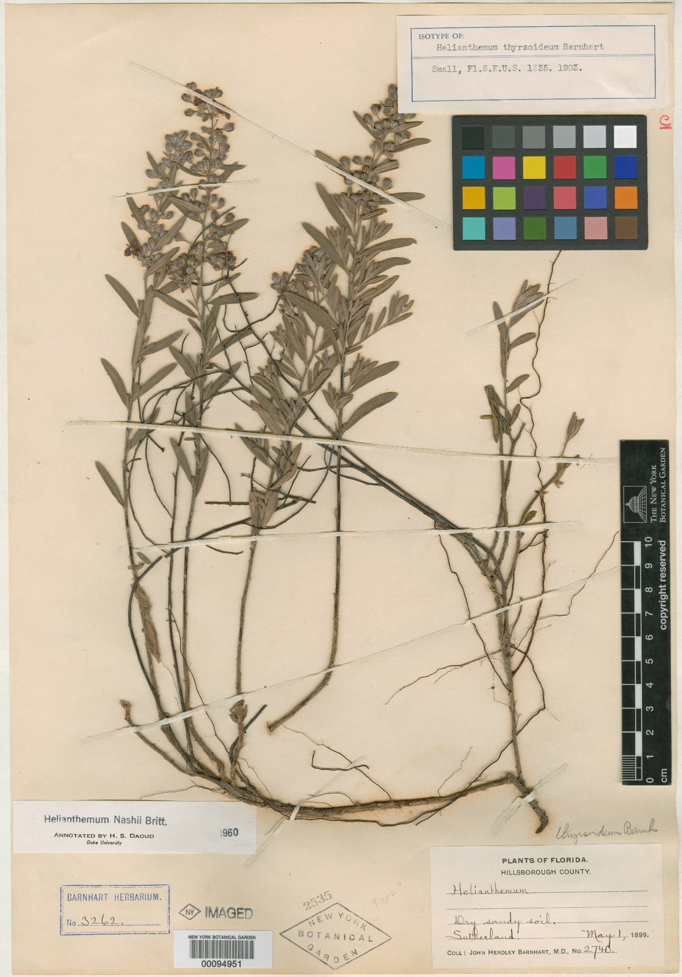 Helianthemum thyrsoideum image