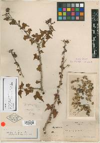 Jatropha purpurea image