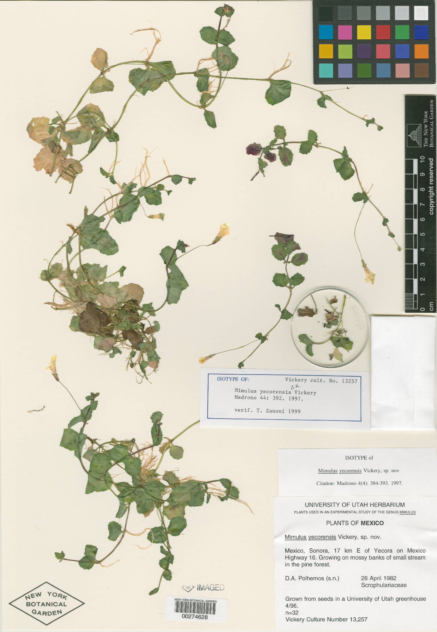 Erythranthe madrensis image