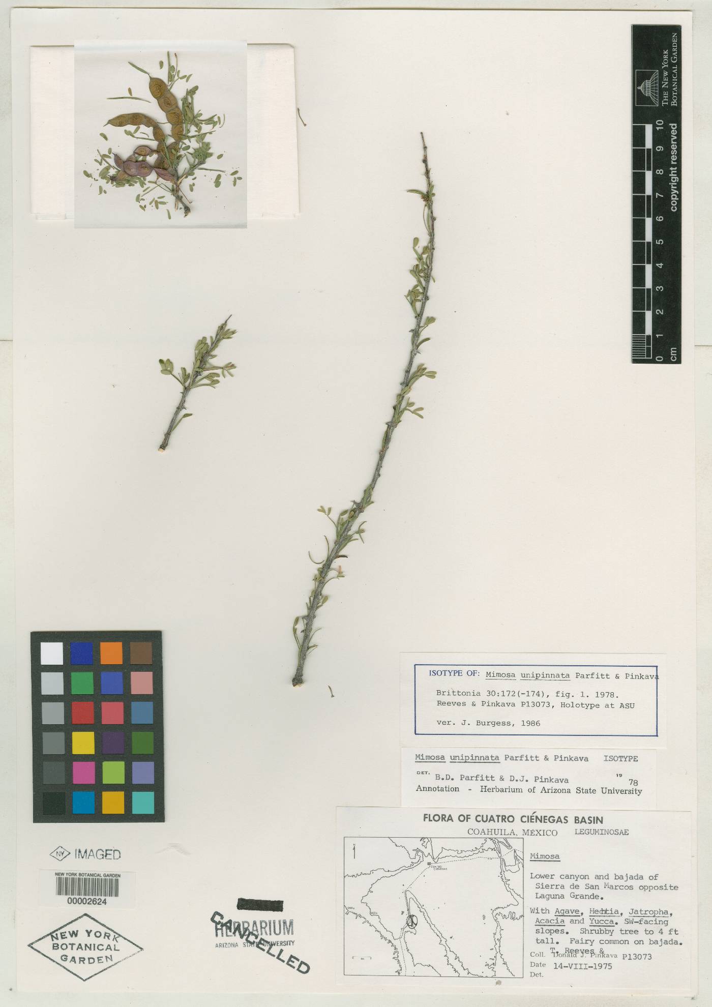 Mimosa unipinnata image