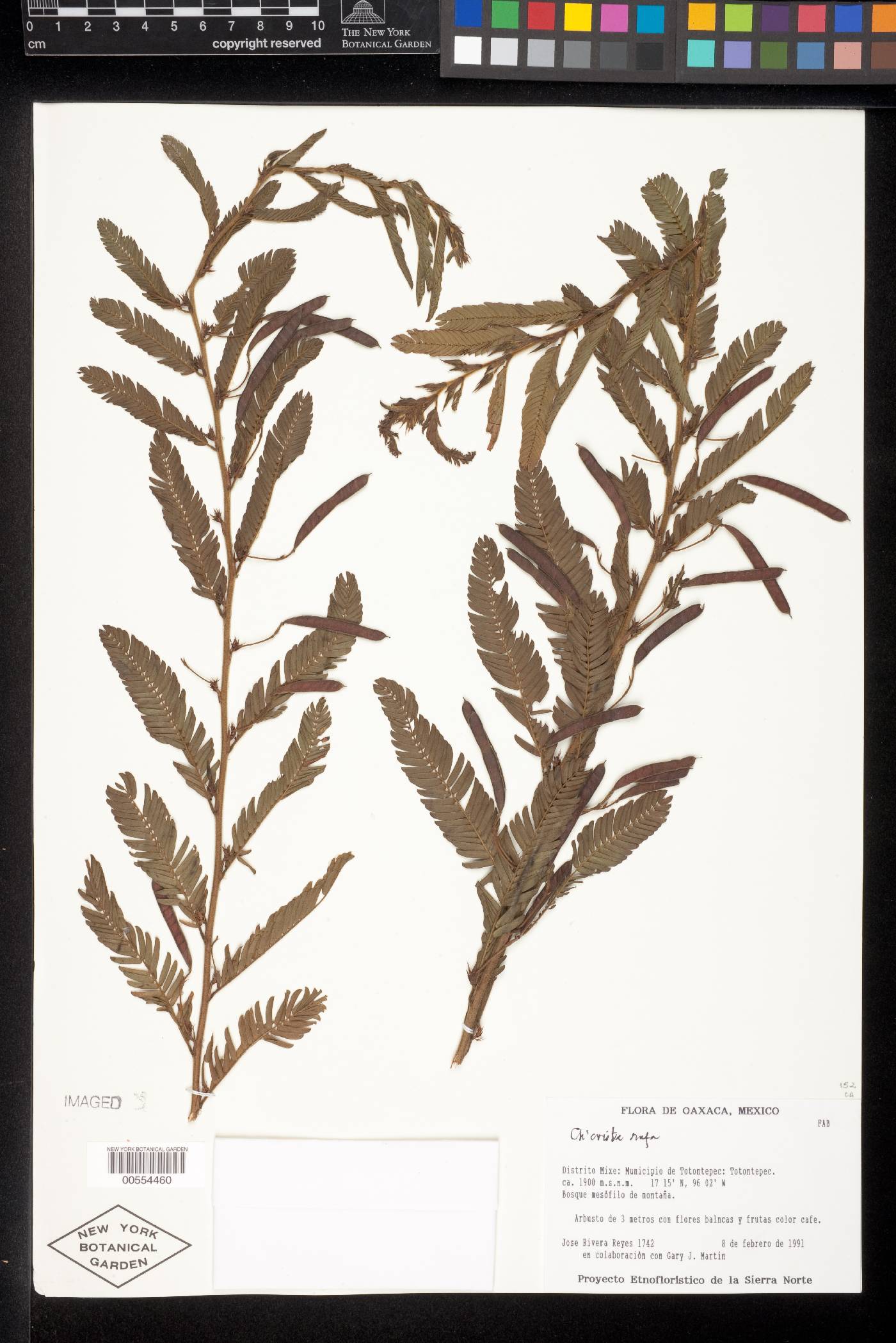 Chamaecrista rufa image