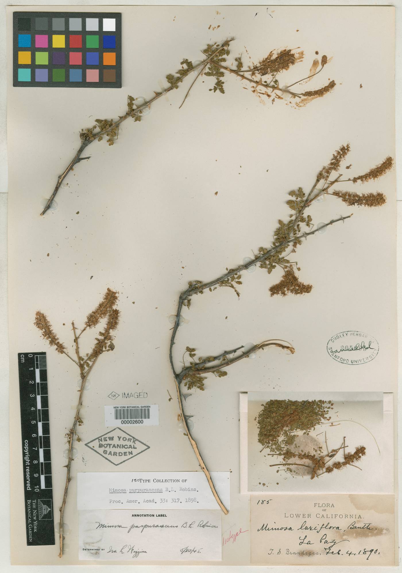 Mimosa purpurascens image