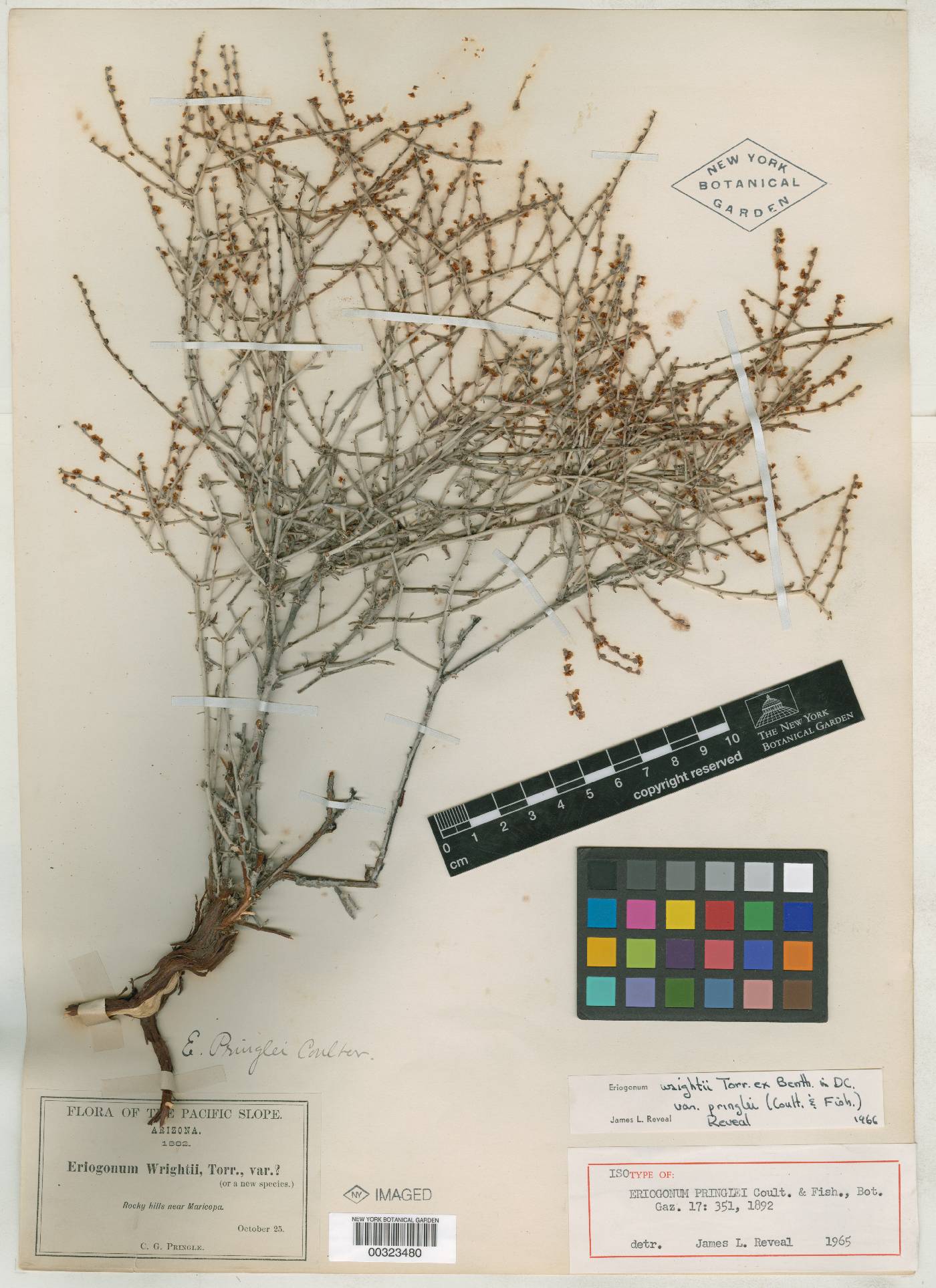 Eriogonum wrightii var. pringlei image