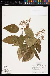 Miconia costaricensis image
