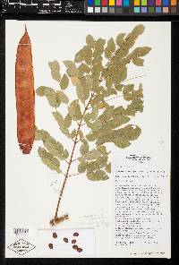 Hesperalbizia occidentalis image