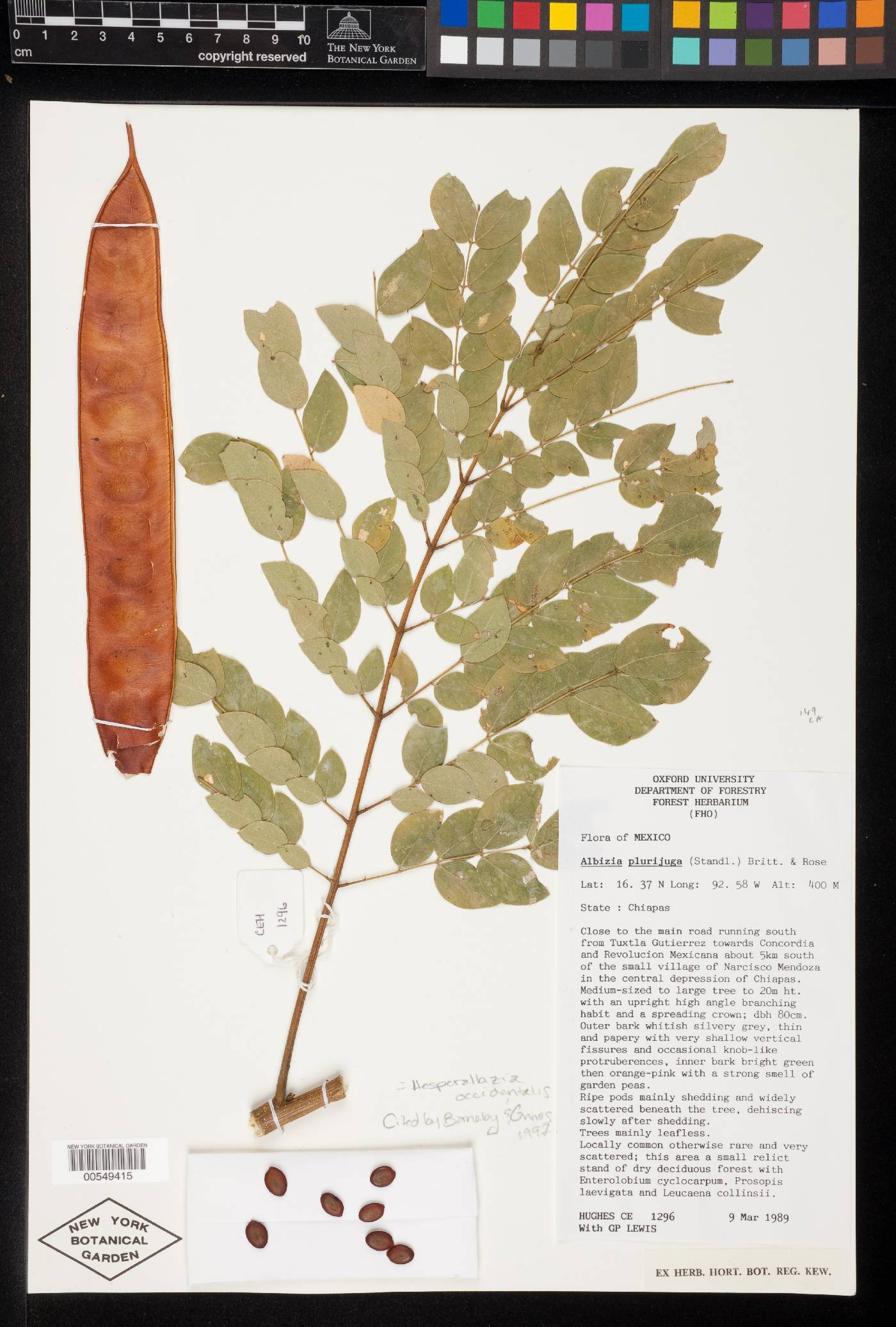 Hesperalbizia occidentalis image