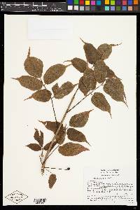 Bursera cinerea image