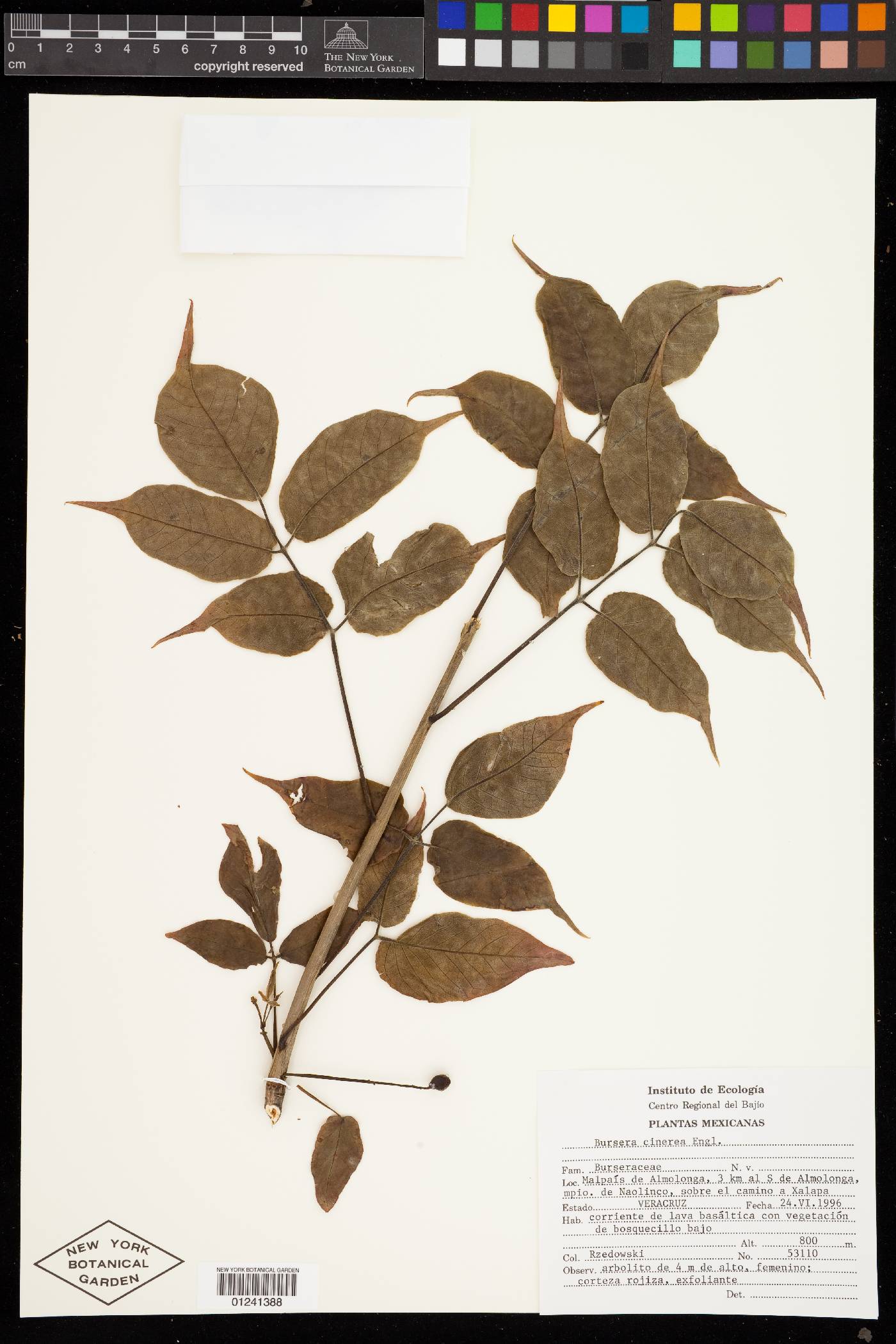 Bursera cinerea image