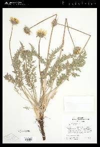 Balsamorhiza hookeri image