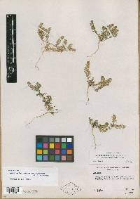 Lepidium lasiocarpum var. rosulatum image