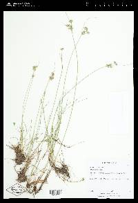 Juncus tenuis var. tenuis image