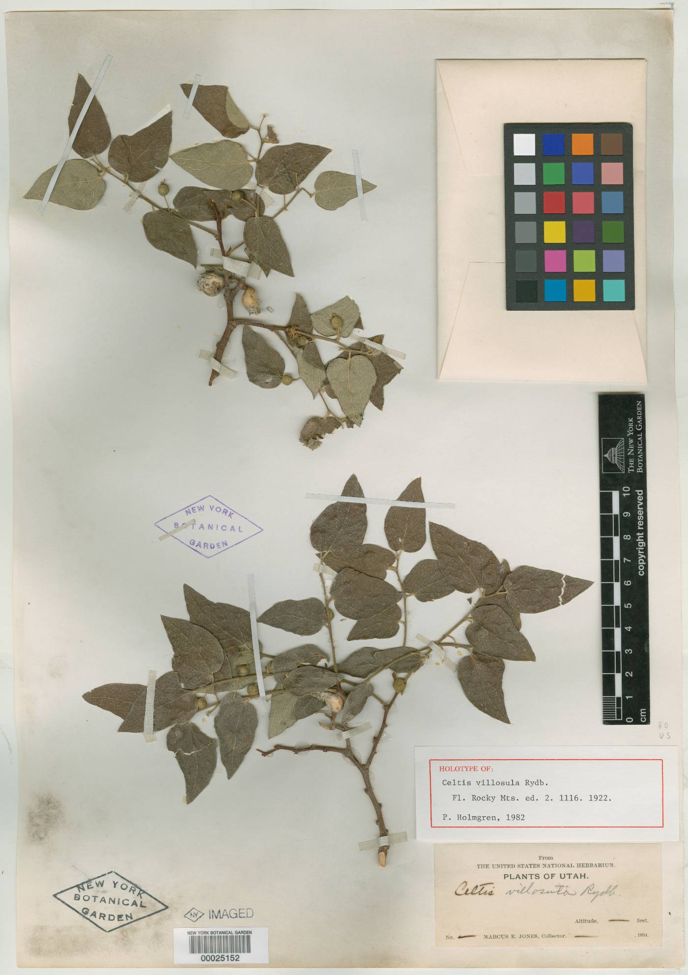 Celtis villosula image