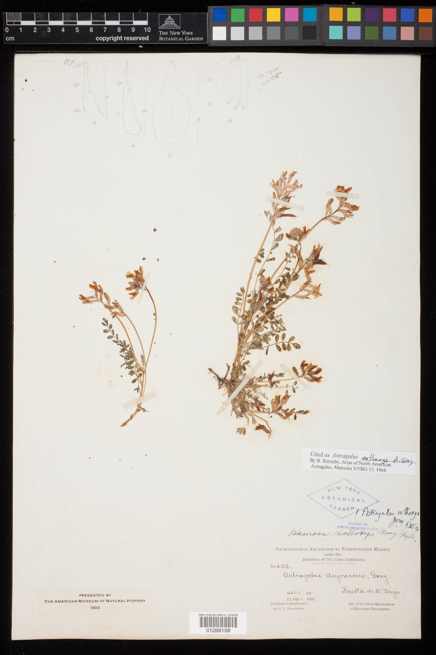 Astragalus nothoxys image