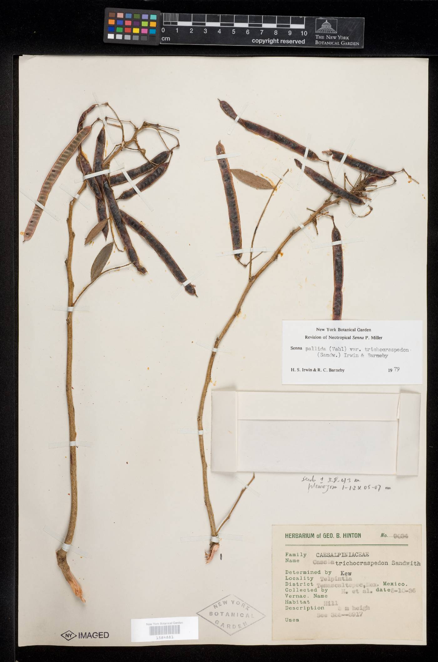 Senna pallida var. trichocraspedon image