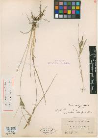 Carex lenticularis var. lipocarpa image