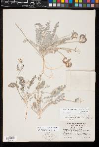 Astragalus tidestromii image