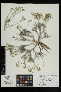 Eriogonum contortum image