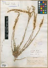 Thelypodium crispum image