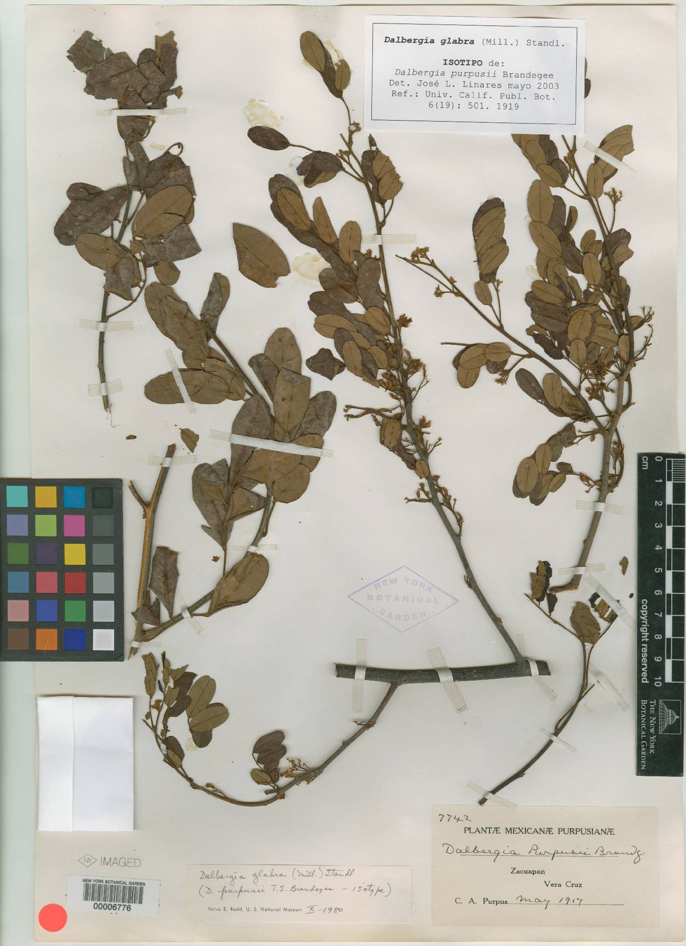 Dalbergia glabra image