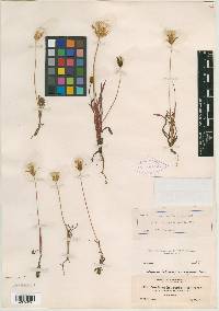 Agoseris heterophylla image