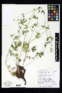 Linum aristatum image