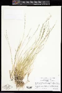 Muhlenbergia richardsonis image