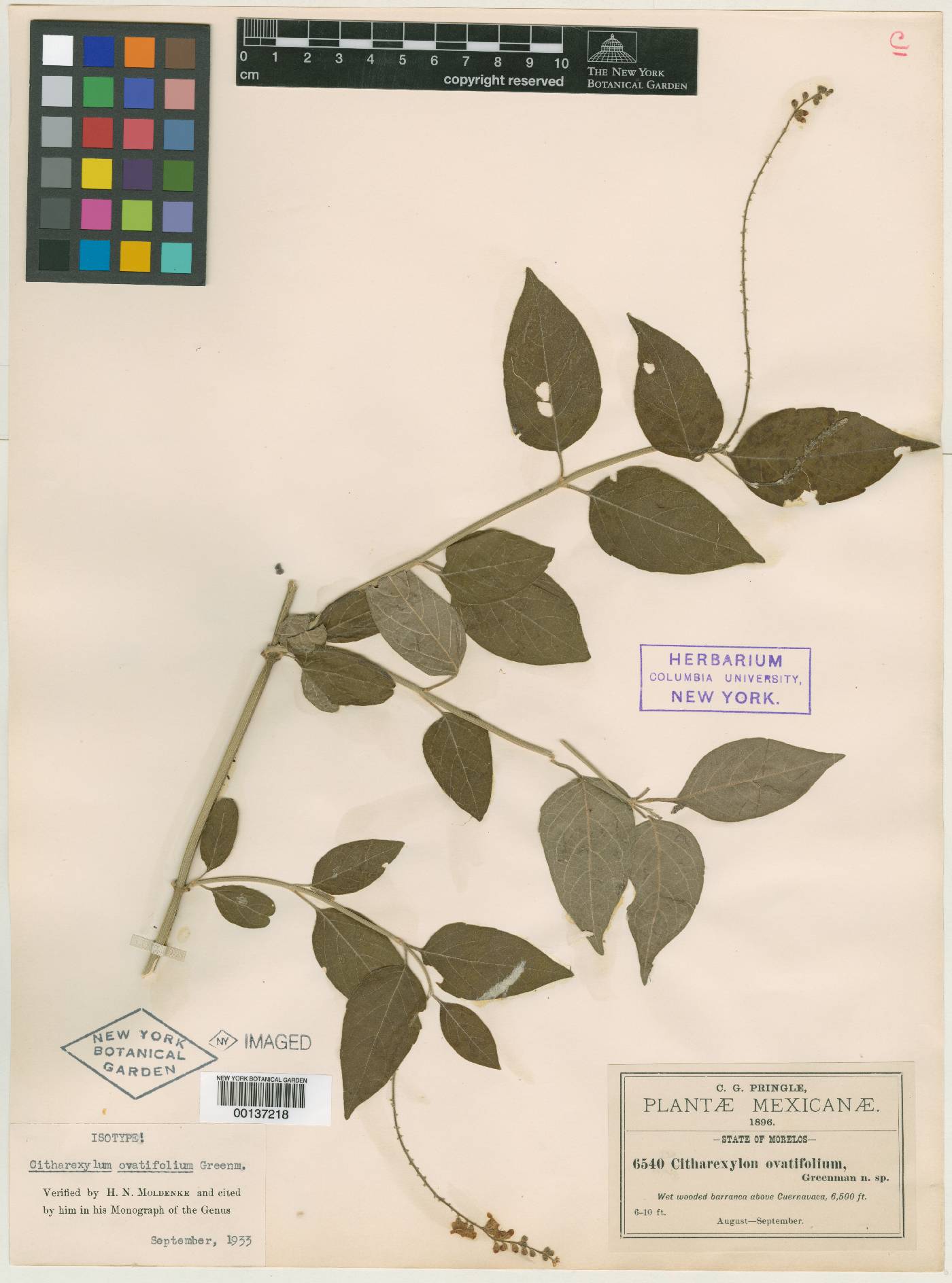 Citharexylum ovatifolium image