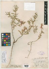Oenothera pallida var. latifolia image