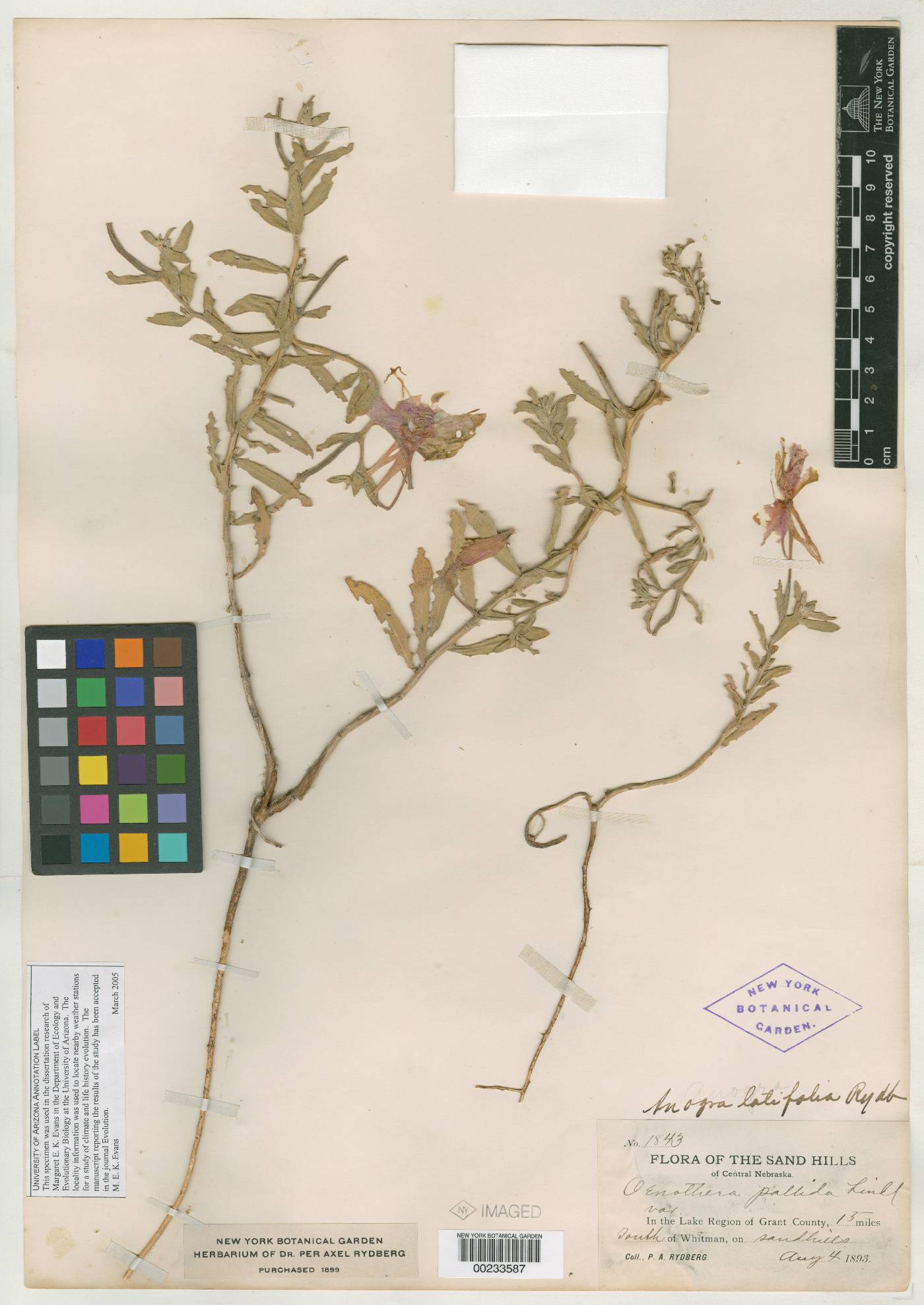 Oenothera pallida var. latifolia image