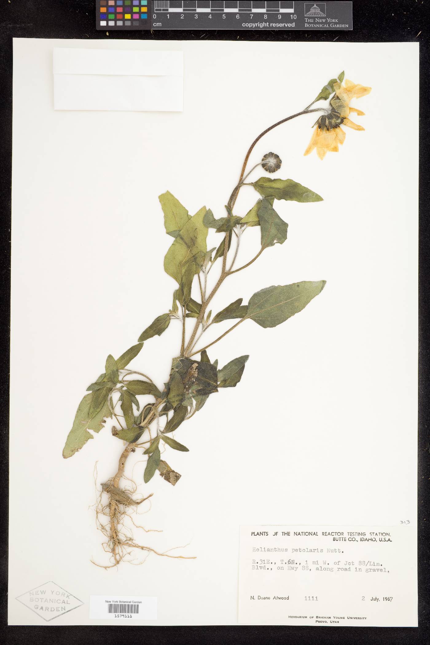 Helianthus petiolaris var. petiolaris image