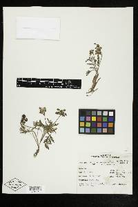 Lomatium nevadense var. nevadense image