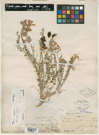 Astragalus remulcus image