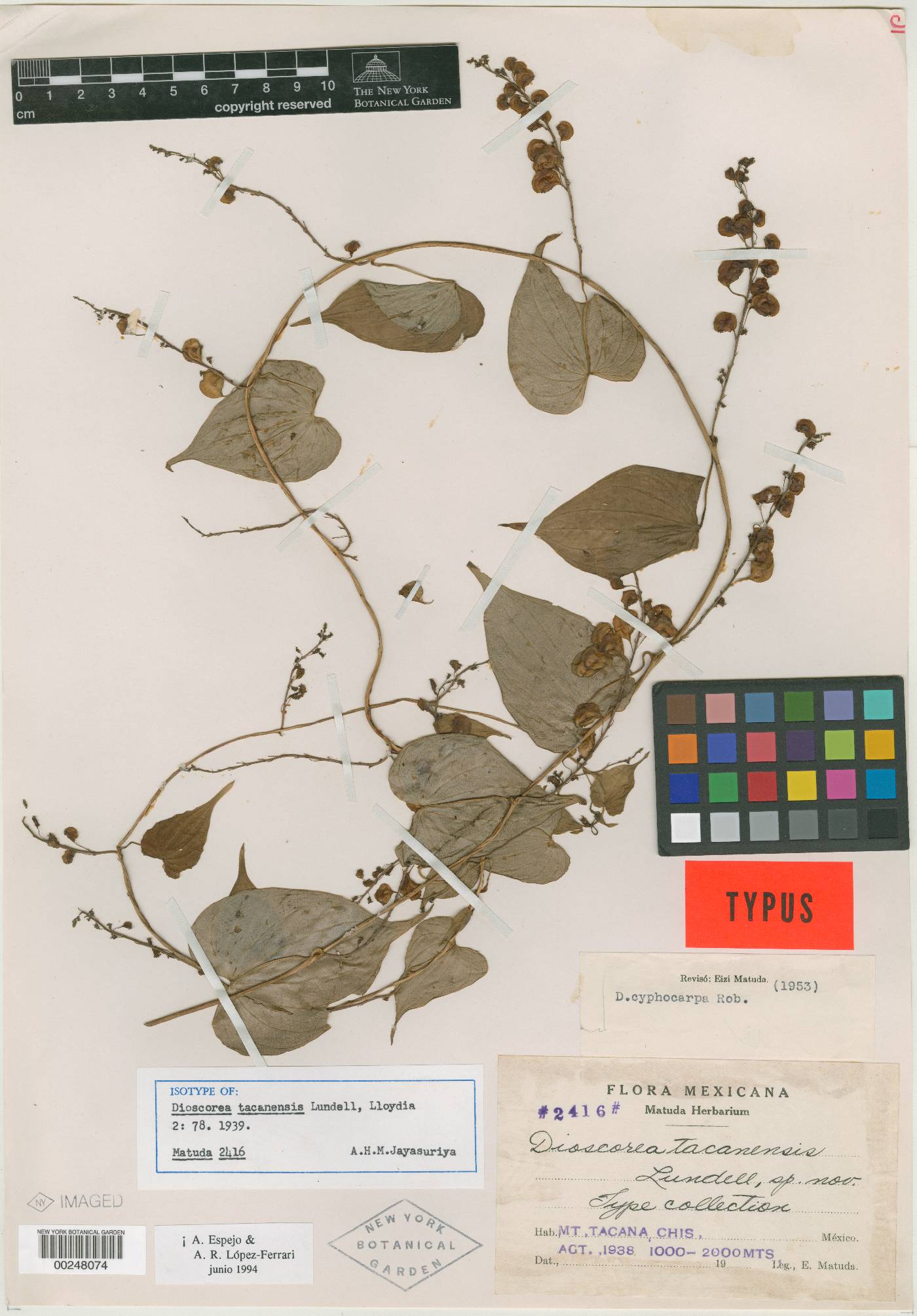 Dioscorea tacanensis image