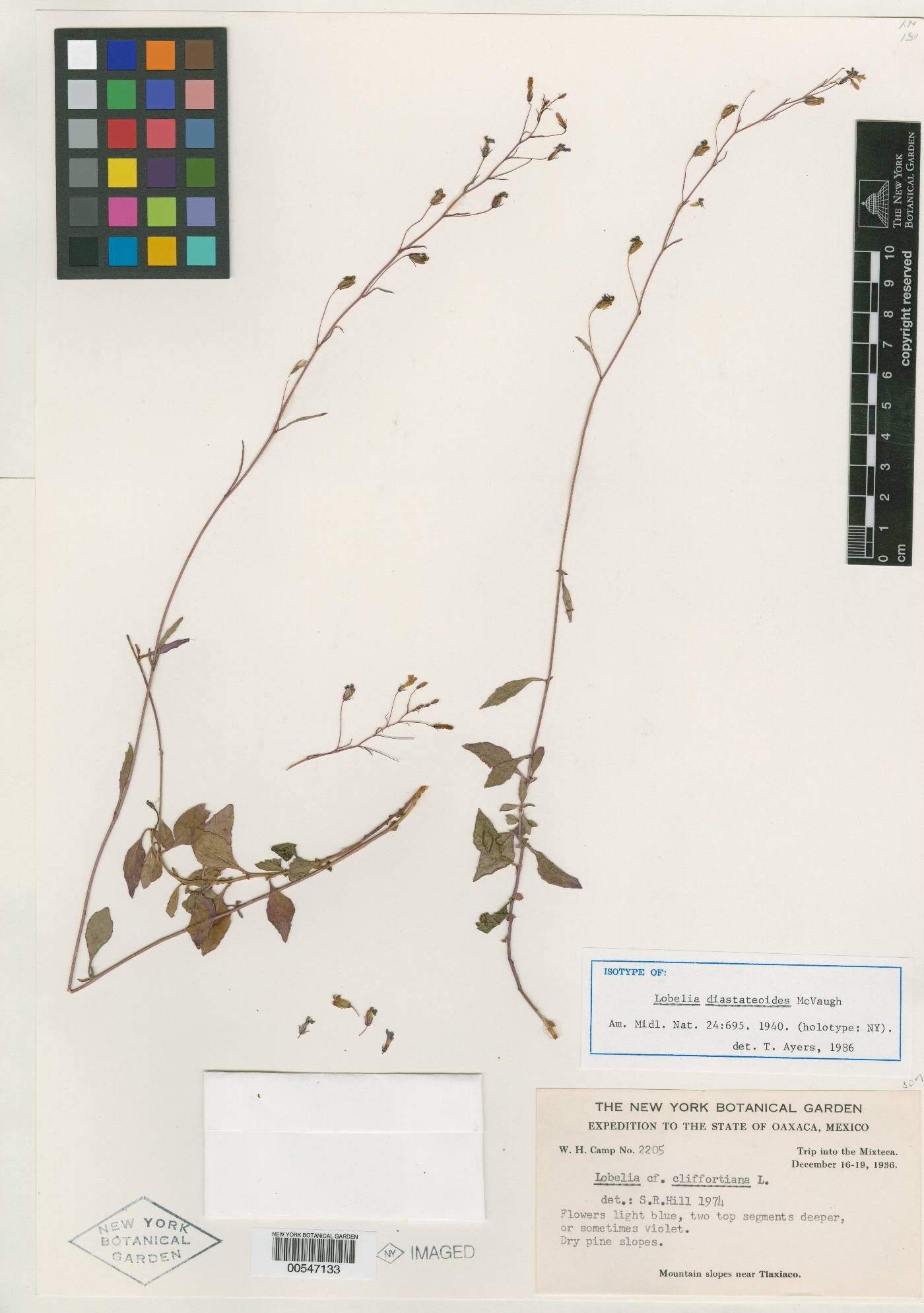 Lobelia diastateoides image