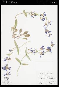 Penstemon albertinus image