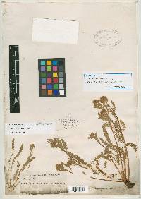 Ivesia unguiculata image