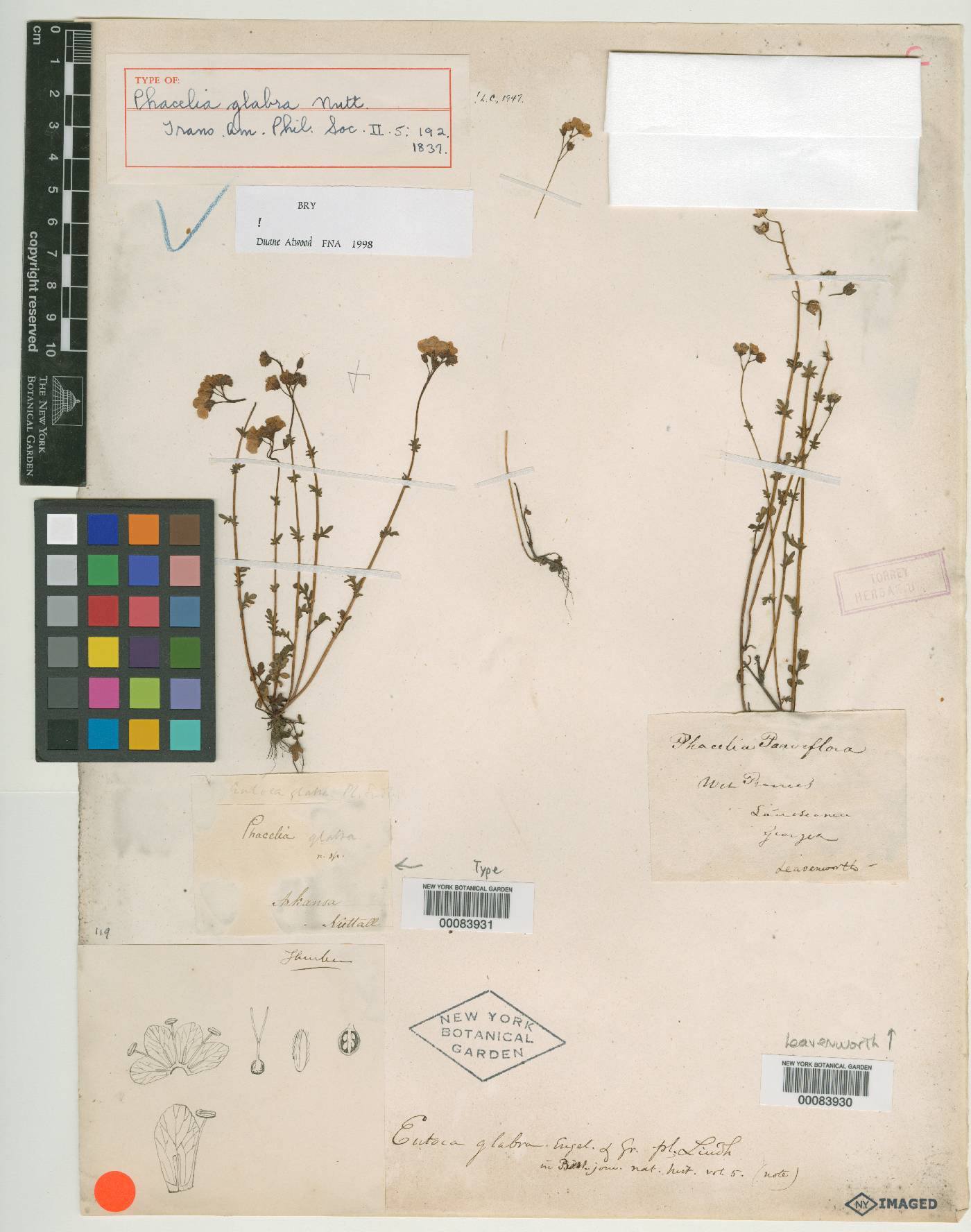 Phacelia glabra image
