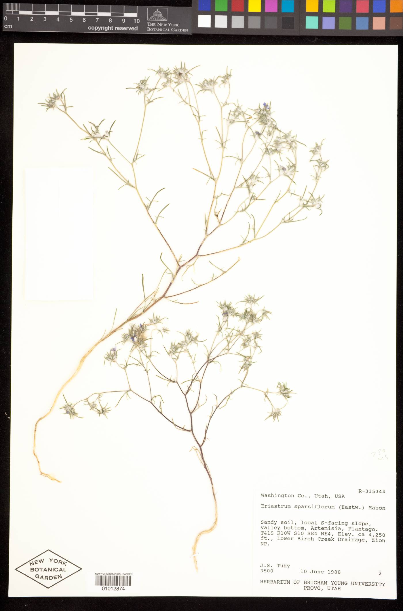 Eriastrum sparsiflorum image