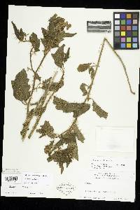 Image Associated With the Occurence