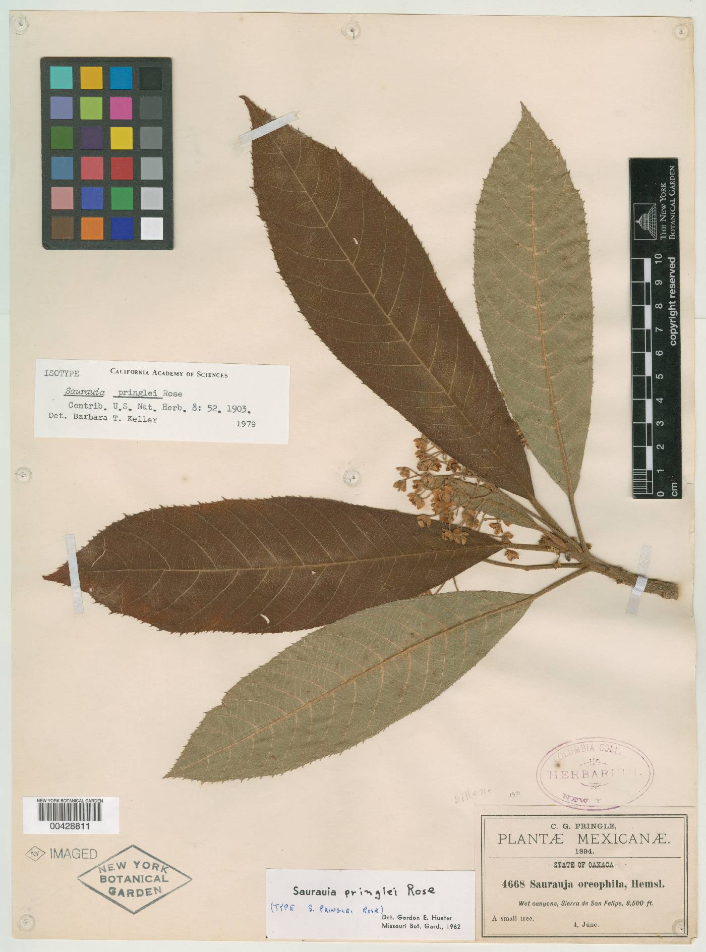 Saurauia pringlei image