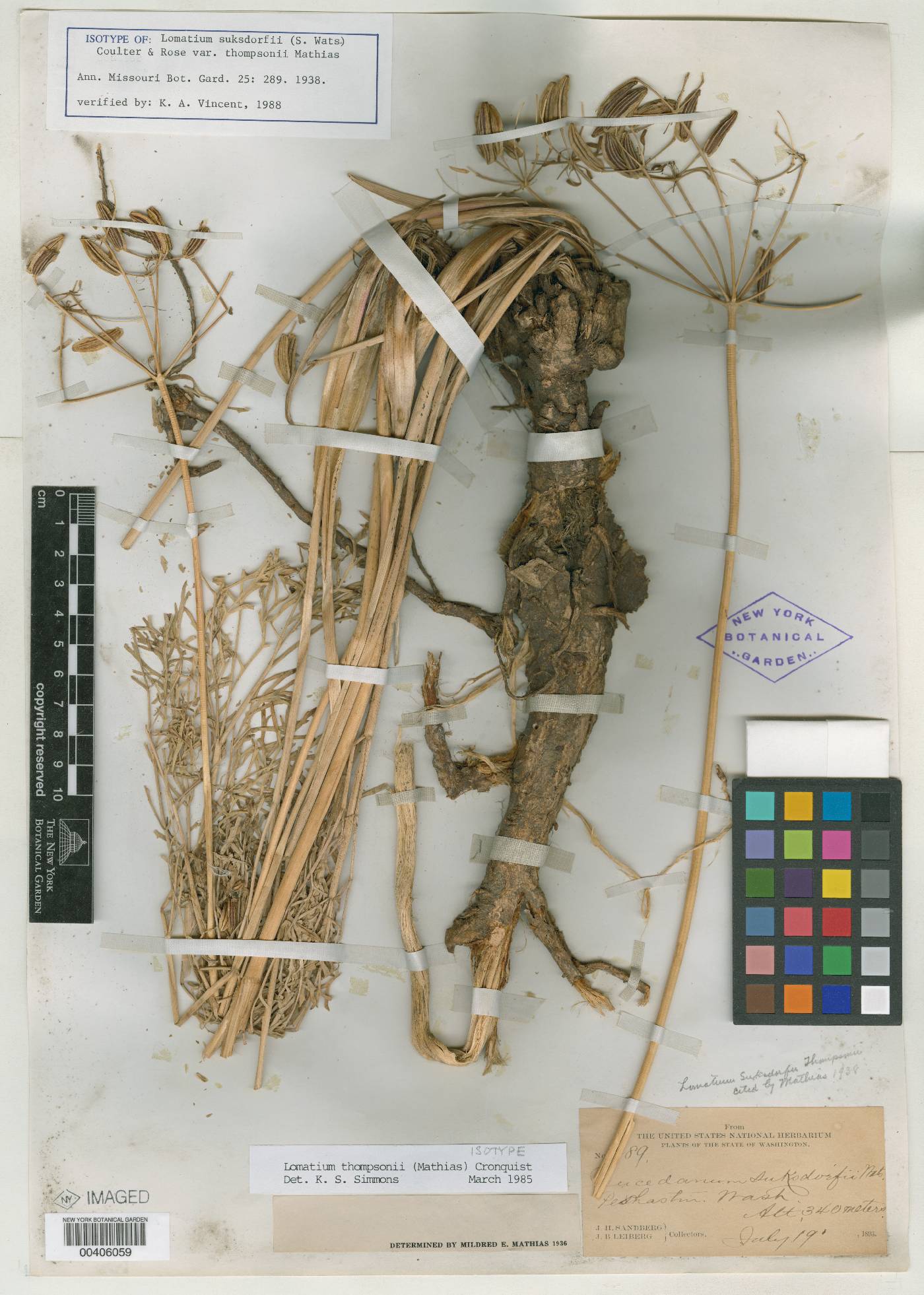 Lomatium suksdorfii var. thompsonii image