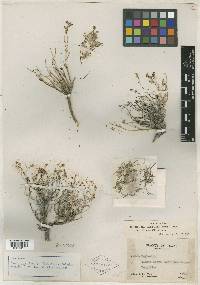 Euphorbia chaetocalyx image