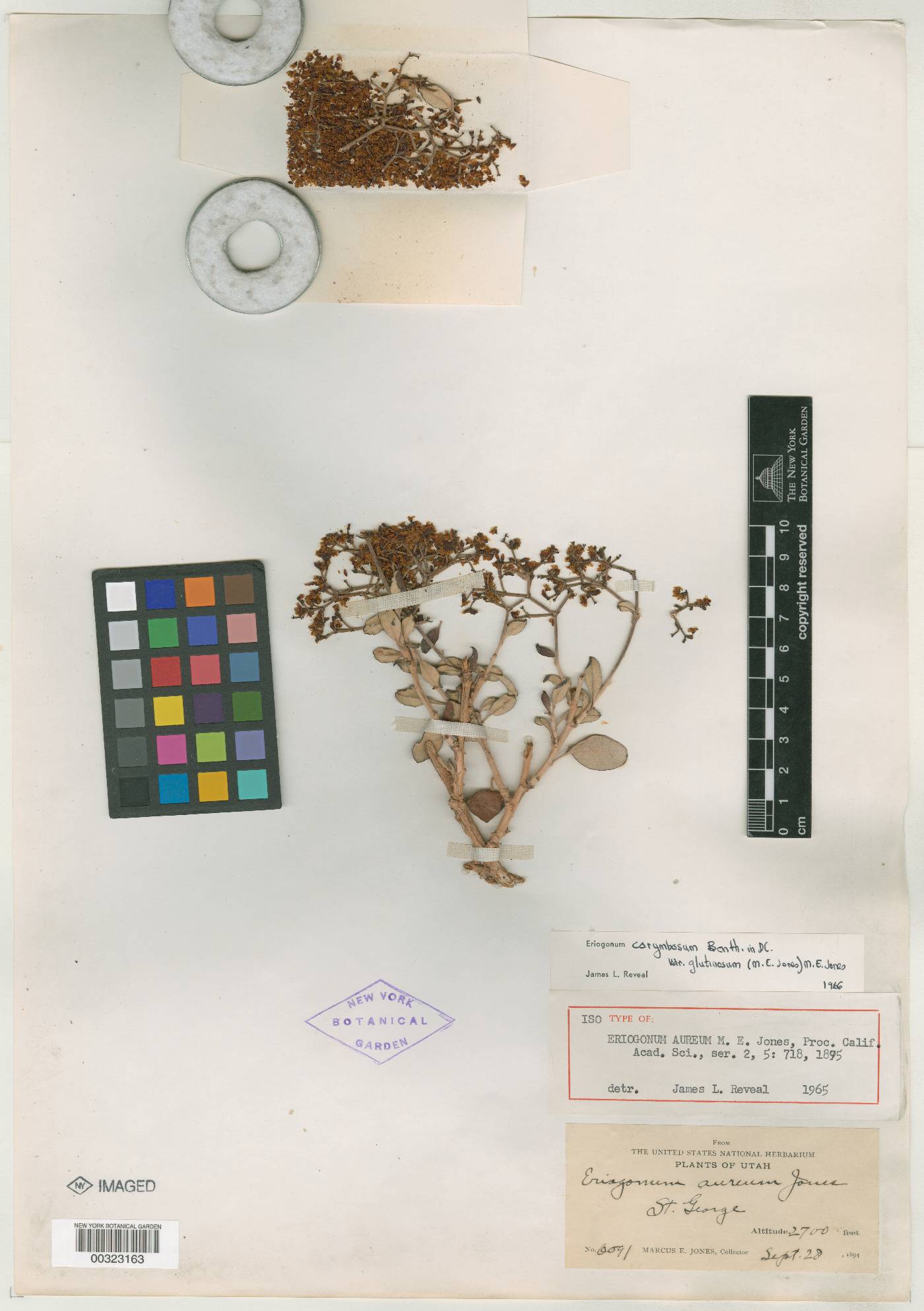 Eriogonum corymbosum var. aureum image