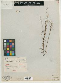 Oenothera epilobioides image